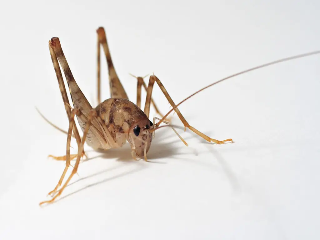 insect