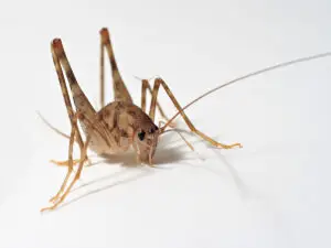 Cal king pest control - insect