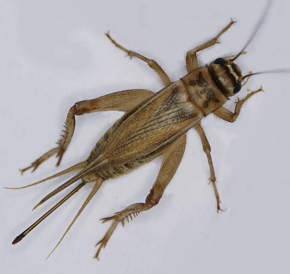 yuba
