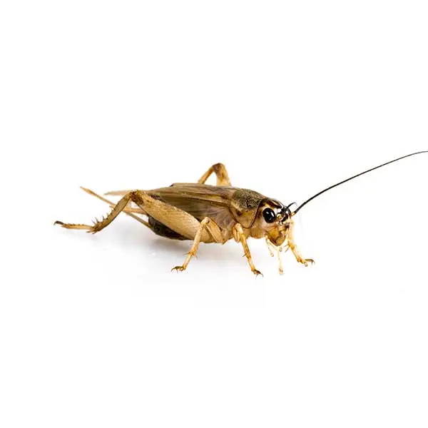 exterminator