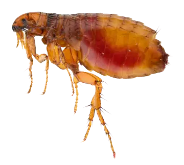 flea exterminator