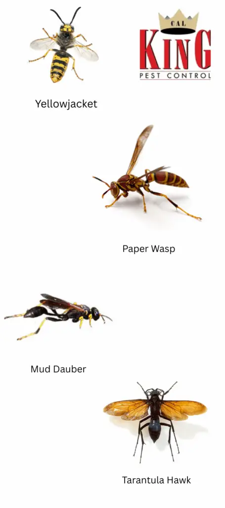 Cal king pest control - types of wasps