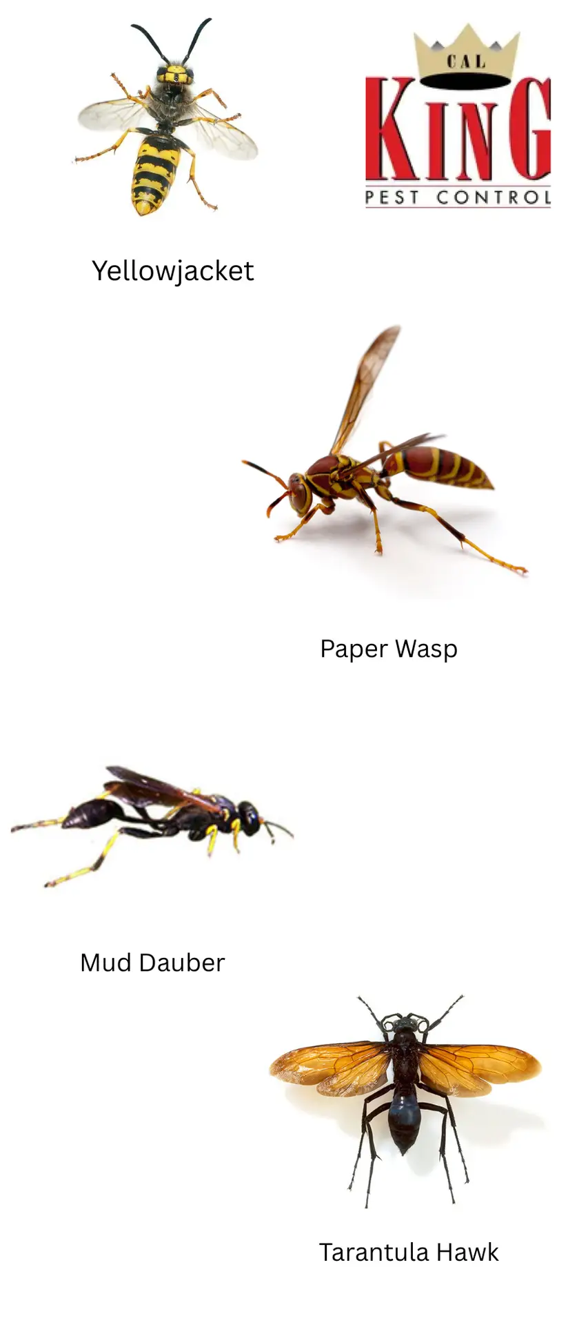 Cal King Pest Control   Cal King Pest Control   types of wasps