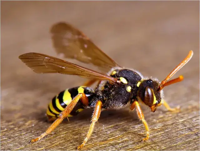 Cal king pest control - wasp, wasp sting treatment