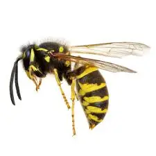 Cal king pest control - wasp sting treatment