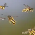 wasps - Cal King Pest Control Cal king pest control - wasp nest removal, was[ sting treatment