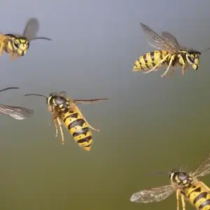 Cal king pest control - wasp nest removal, was[ sting treatment