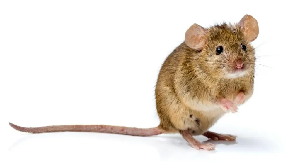 Cal King Pest Control   Cal King Pest Control