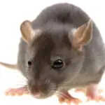 Funny rat isolated on white background - Cal King Pest Control Cal king pest control - rodent