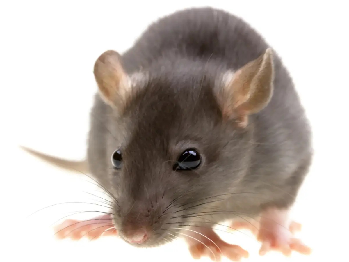 Cal King Pest Control   Cal King Pest Control   rodent
