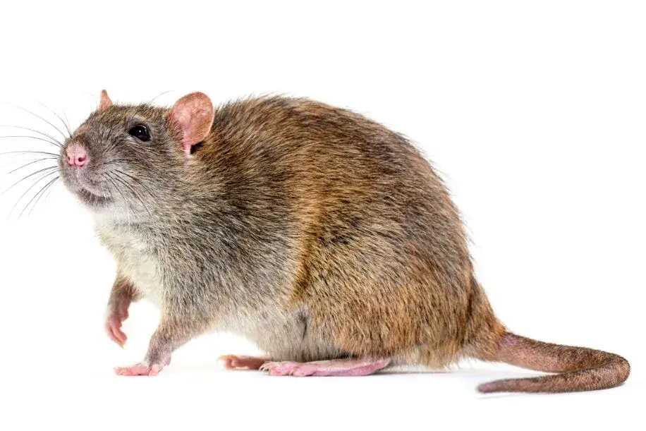 Cal King Pest Control   Cal King Pest Control   rodent removal in Yuba City
