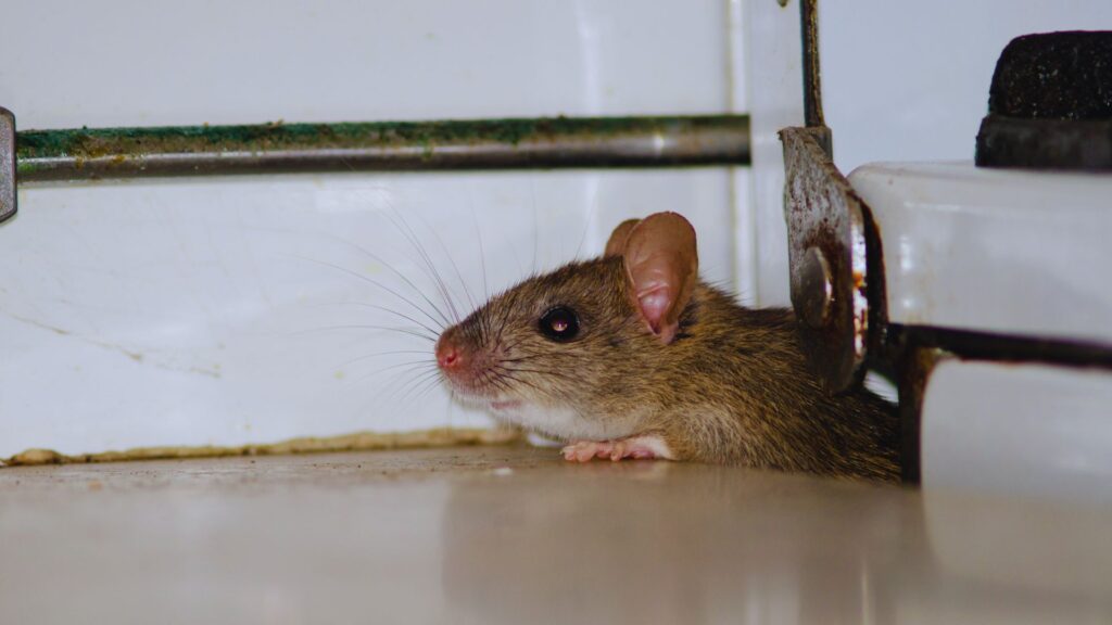 rodent prevention - Cal King Pest Control Rodent prevention