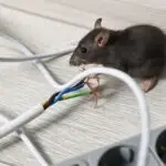 rodent prevention - Cal King Pest Control Cal king pest control - rodent prevention