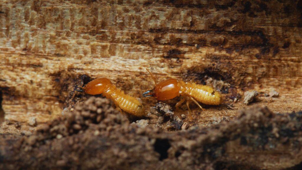 termite inspection - Cal King Pest Control Termite inspection