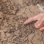 termite inspection 2026 - Cal King Pest Control Cal king pest control - termite inspection 2026