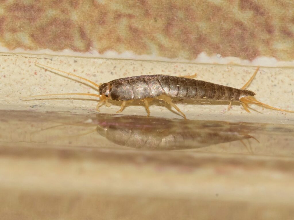 Get Rid of Silverfish - Cal King Pest Control Get rid of silverfish