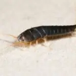 How to Get Rid of Silverfish in Yuba City - Cal King Pest Control Cal king pest control - how to get rid of silverfish in yuba city