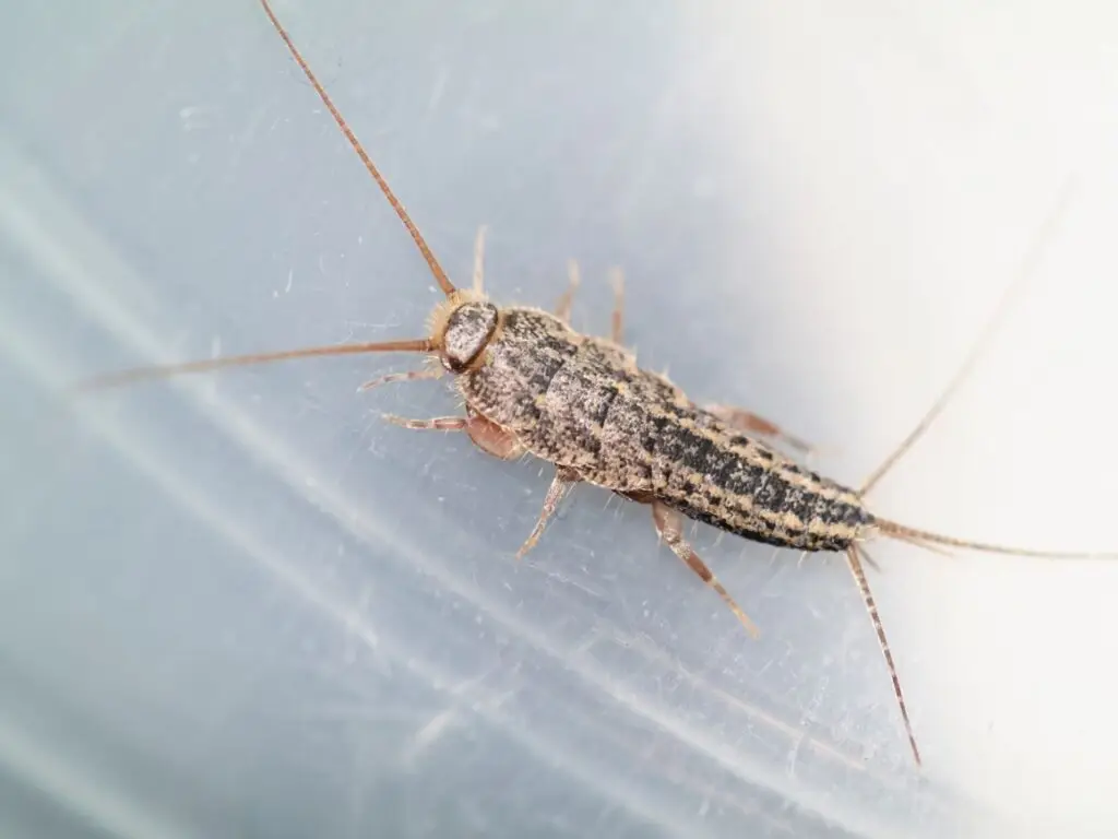 Professional Silverfish Control in Yuba City - Cal King Pest Control Professional silverfish control in yuba city