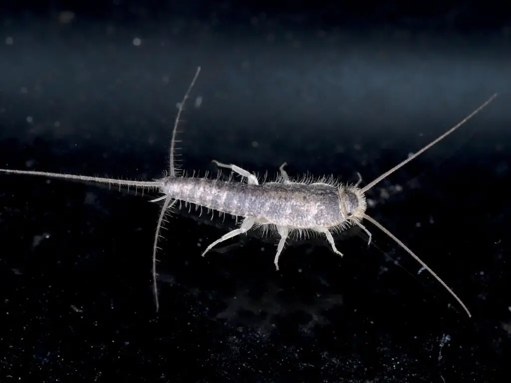 What Are Silverfish - Cal King Pest Control What are silverfish