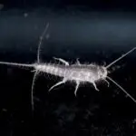 What Are Silverfish - Cal King Pest Control Cal king pest control - what are silverfish, how to get rid of silverfish