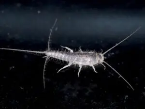 What Are Silverfish - Cal King Pest Control Cal king pest control - what are silverfish, how to get rid of silverfish