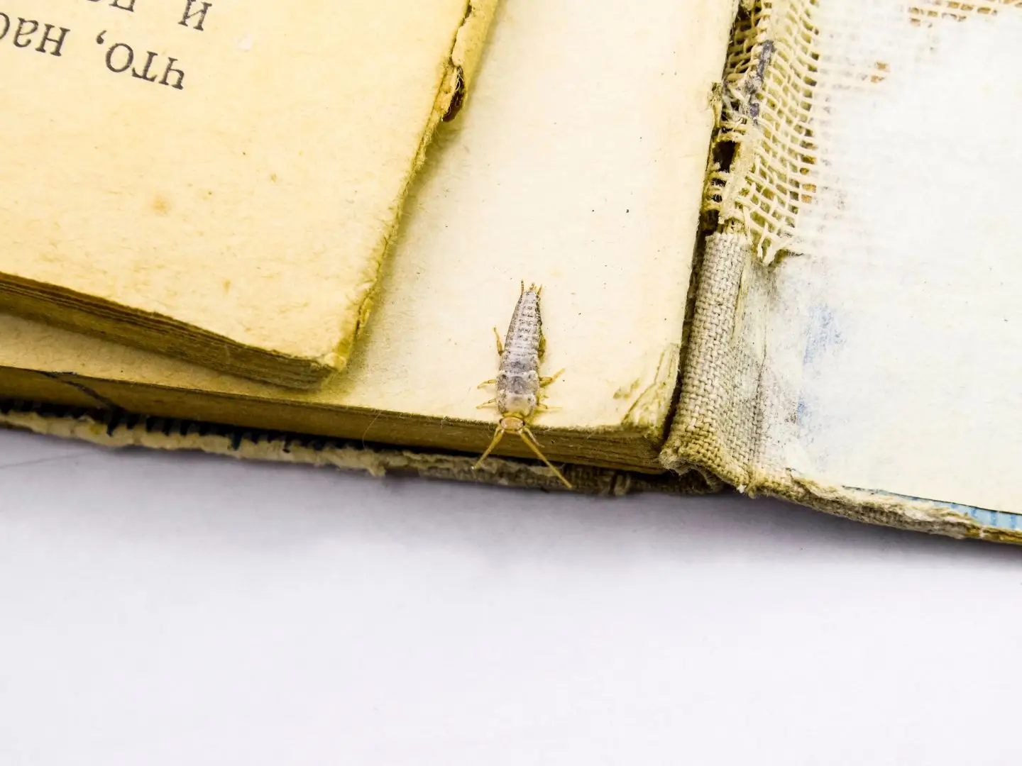 Cal King Pest Control   Cal King Pest Control   What Do Silverfish Eat Most Often