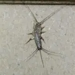 What Do Silverfish Eat in Your Home - Cal King Pest Control Cal king pest control - what do silverfish eat in your home