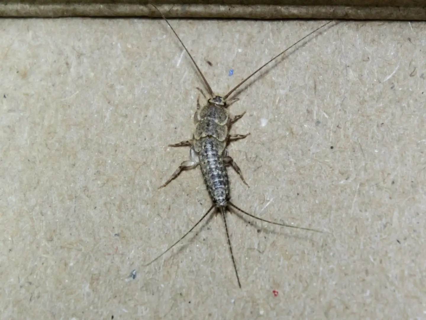 Cal King Pest Control   Cal King Pest Control   What Do Silverfish Eat in Your Home