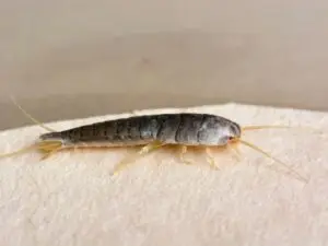 silverfish - Cal King Pest Control Cal king pest control - silverfish, how to get rid of silverfish