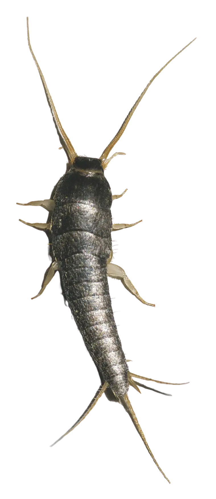 Cal King Pest Control   Cal King Pest Control   silverfish in yuba city