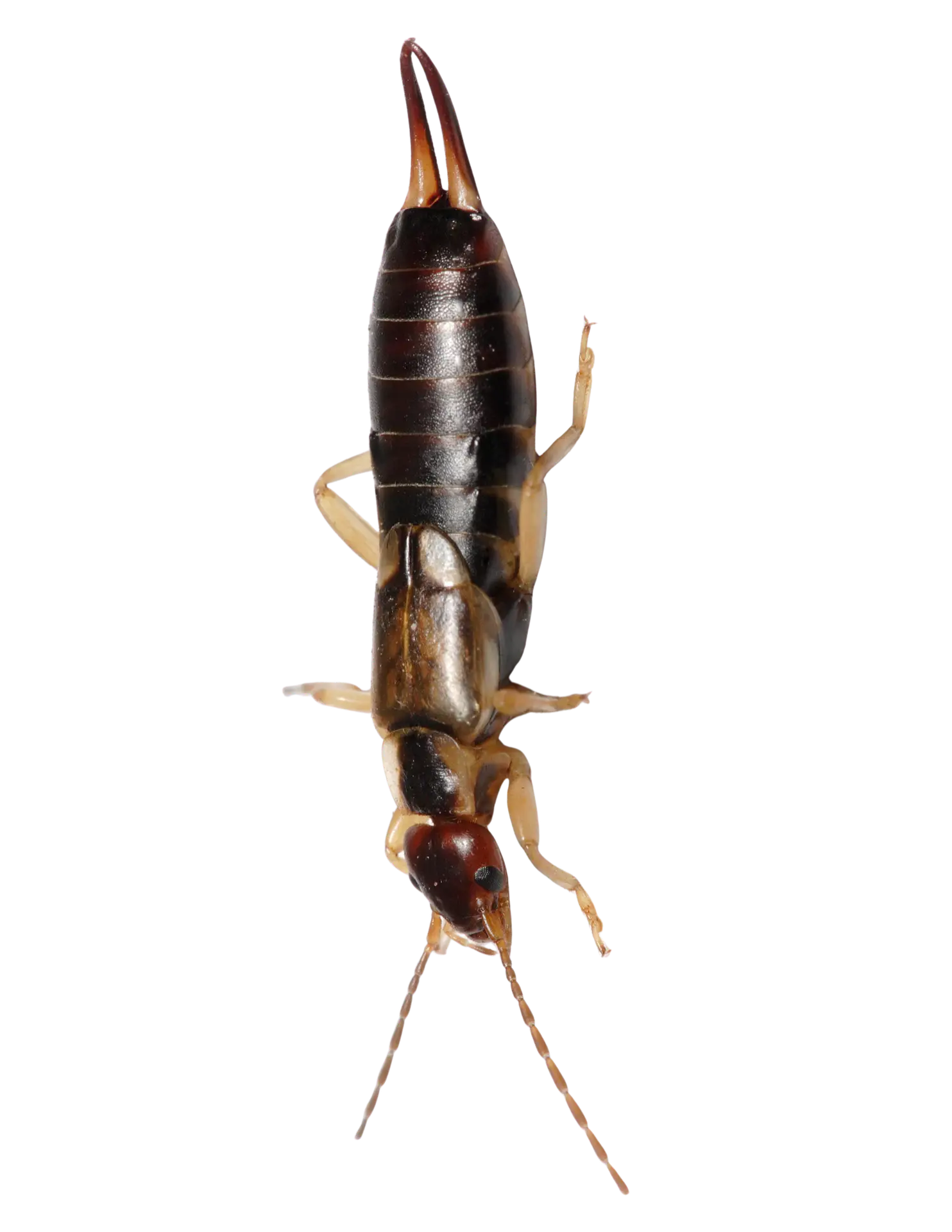 Cal King Pest Control   Cal King Pest Control   Earwigs how to get rid of earwigs