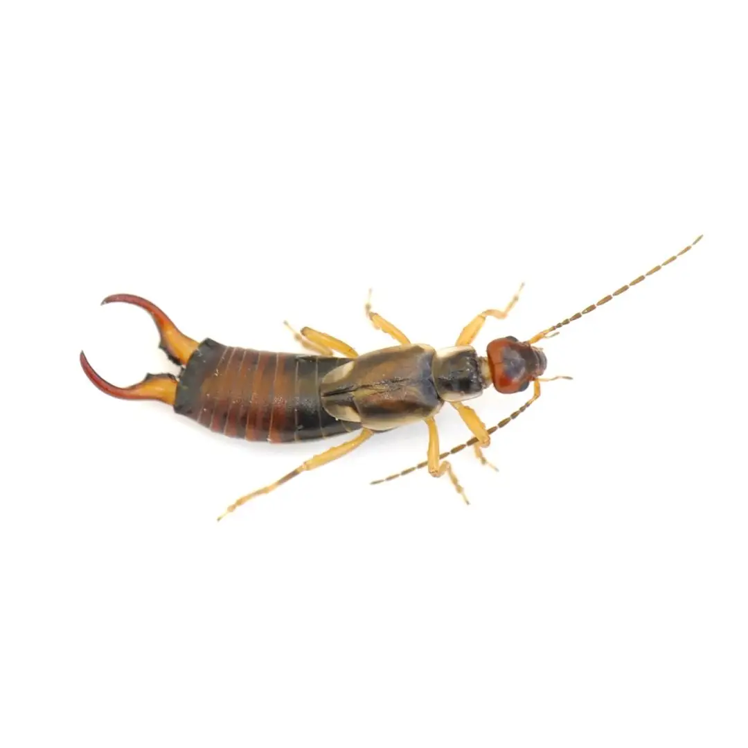 Cal King Pest Control   Cal King Pest Control   how to get rid of earwigs