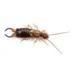 earwig - Cal King Pest Control Cal king pest control - earwigs, how to get rid of earwigs