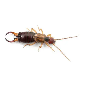 earwig - Cal King Pest Control Cal king pest control - earwigs, how to get rid of earwigs