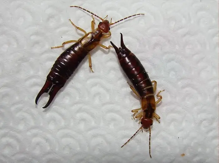 Cal king pest control - how to get rid of earwigs, earwigs