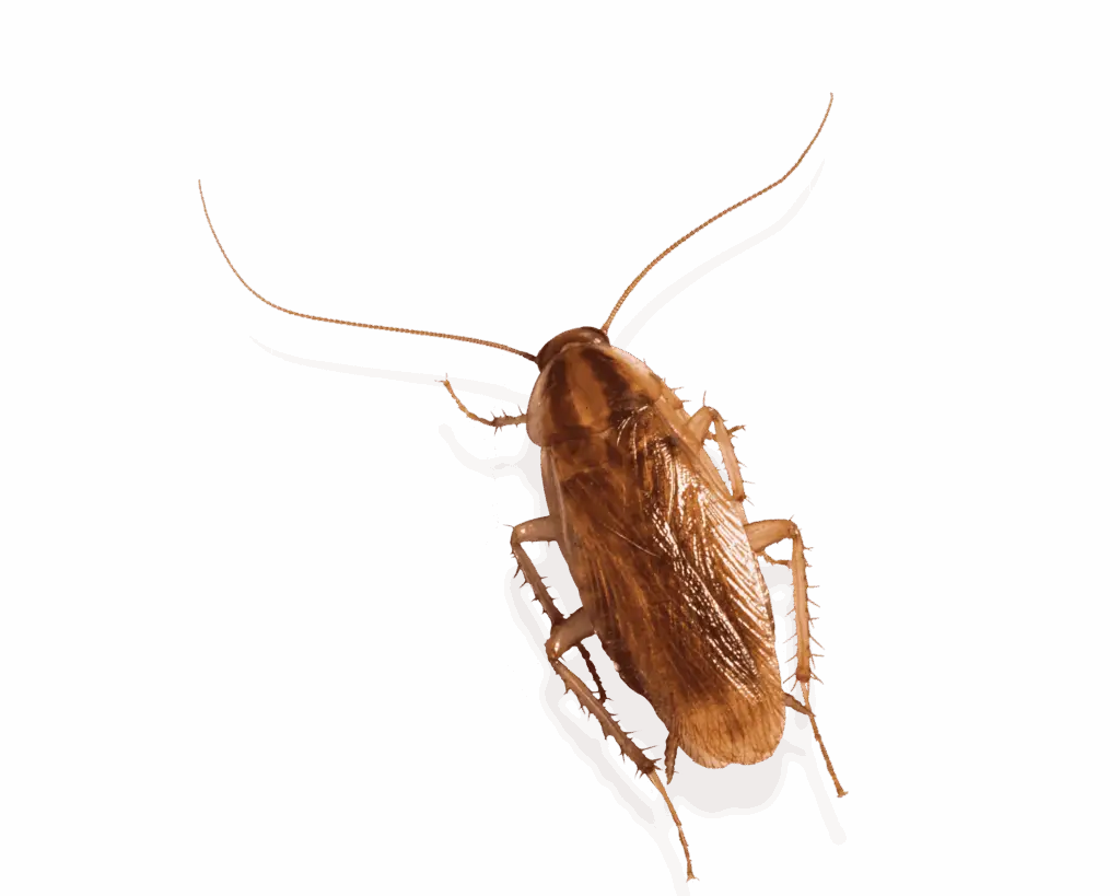 Cal king pest control -