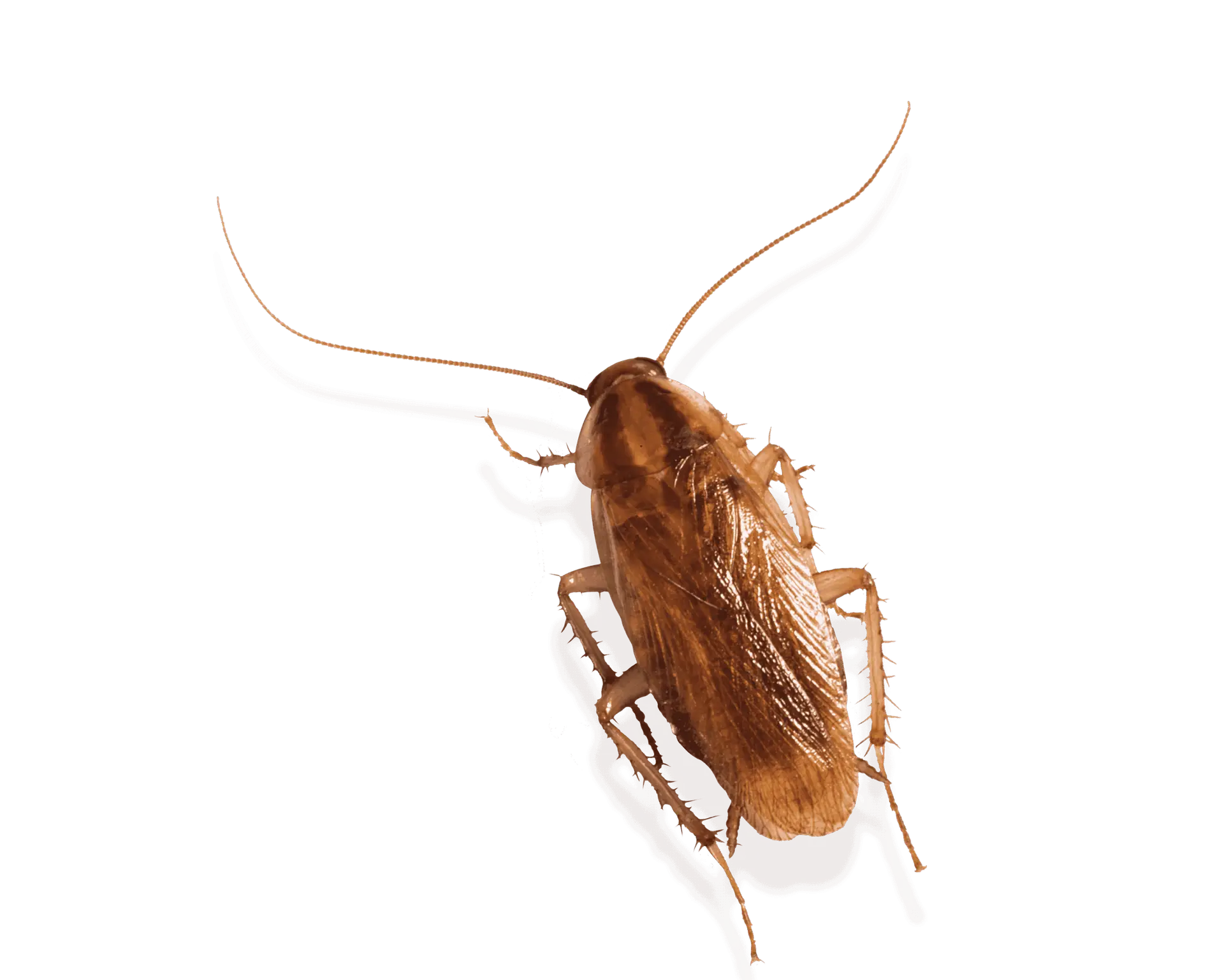 Cal King Pest Control   Cal King Pest Control