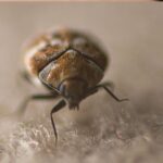 Carpet Beetle image - Cal King Pest Control - Cal King Pest Control Cal king pest control - cal king pest control -