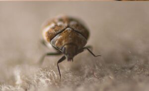 Carpet Beetle image - Cal King Pest Control - Cal King Pest Control Cal king pest control - cal king pest control -