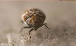 Cal King Pest Control   Cal King Pest Control   Close up of a brown patterned weevil with a long snout on a fuzzy beige surface