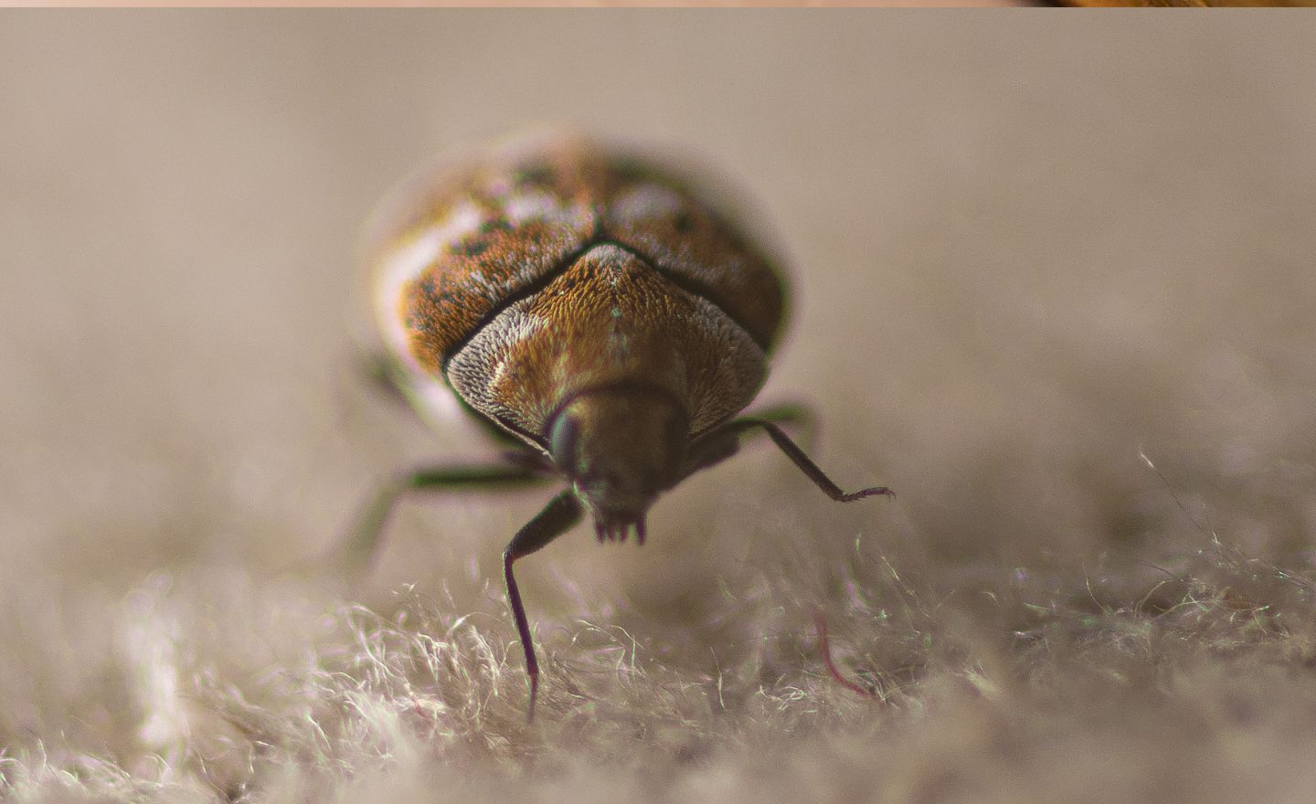 carpet beetle pest control services bangor