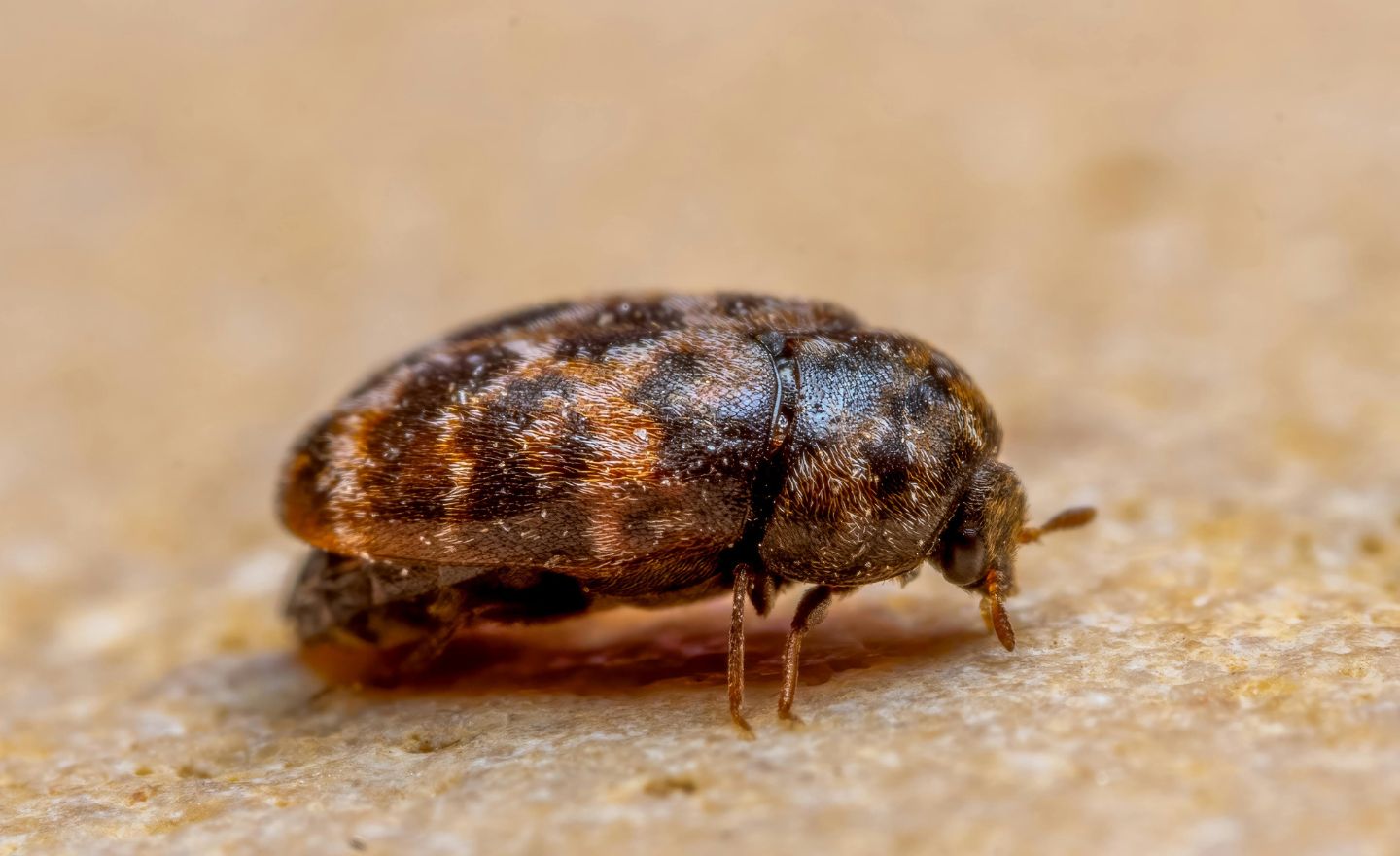 carpet beetle pest control services bangor