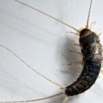Silverfish Control Live Oak CA - Cal King Pest Control - Cal King Pest Control Cal king pest control - cal king pest control - silverfish control live oak ca