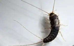 Cal King Pest Control   Cal King Pest Control   Silverfish Control Live Oak CA