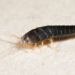 Silverfish Control Plumas Lake CA - Cal King Pest Control - Cal King Pest Control Cal king pest control - cal king pest control - silverfish control plumas lake ca