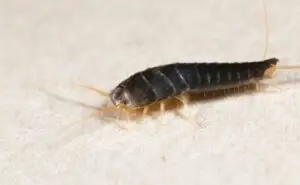 Cal King Pest Control   Cal King Pest Control   Silverfish Control Plumas Lake CA