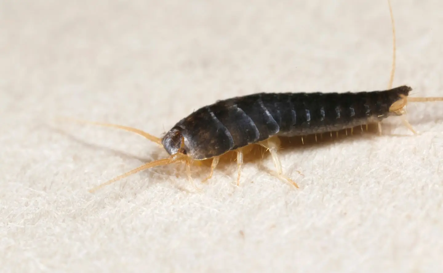 Cal King Pest Control   Cal King Pest Control   Silverfish Control Plumas Lake CA
