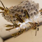 Yellow Jacket Control Auburn - Cal King Pest Control - Cal King Pest Control Cal king pest control - cal king pest control -