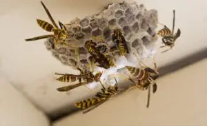Cal King Pest Control   Cal King Pest Control   Swarm of yellowjackets on a grey wasp nest attached to a wall with many insects climbing the honeycomb structure