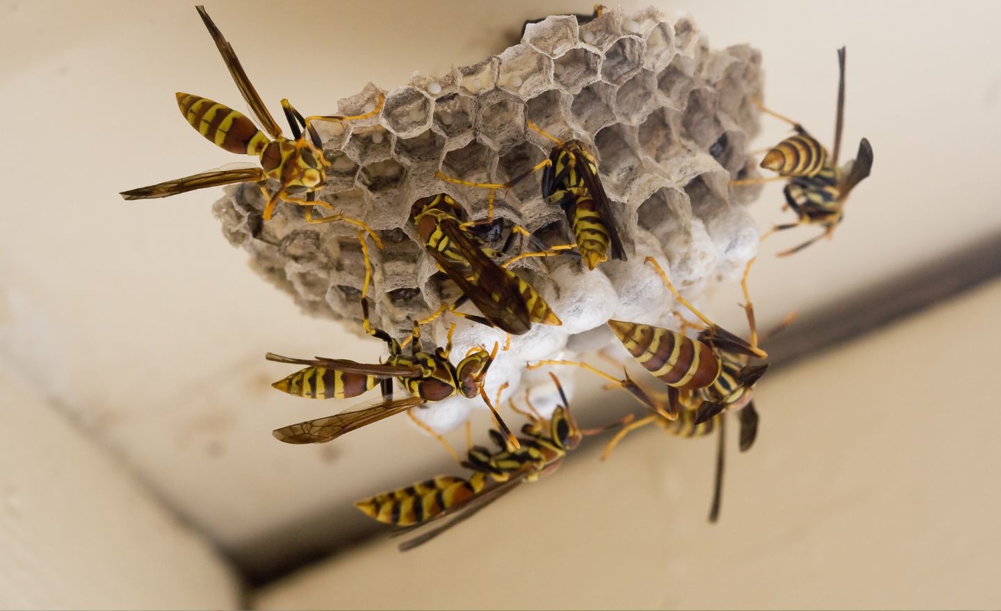 Pest Prevention in Chico CA
